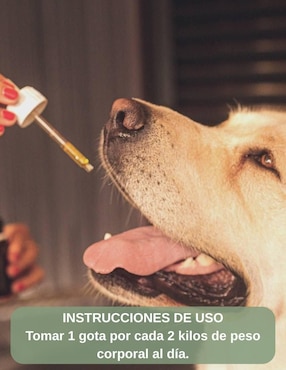 Aceite CBD Mascotas Ideas Verdes