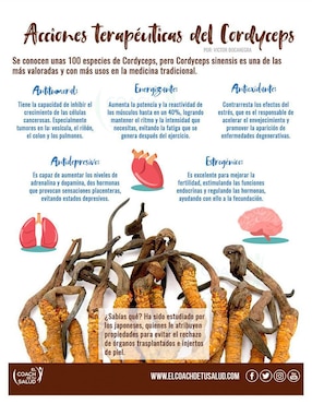 Suplemento alimenticio hongos cordyceps melena de leon cola pavo Enercomplex Plant de 120 cáp