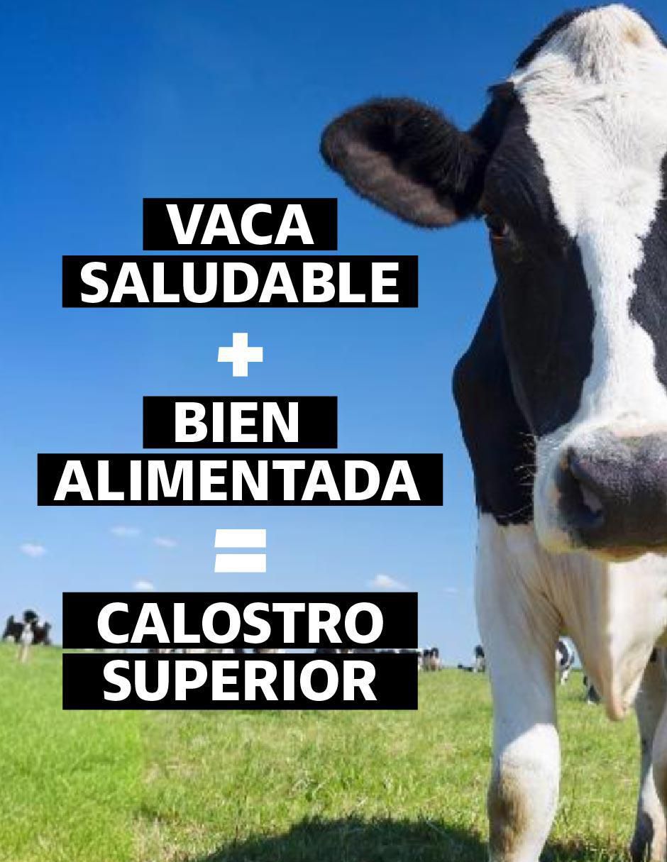 Calostro Bovino Grass Fed 20% de 60 cápsulas 7